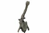 Rare, Stegosaurus Caudal Vertebra on Metal Stand - Wyoming #227556-5
